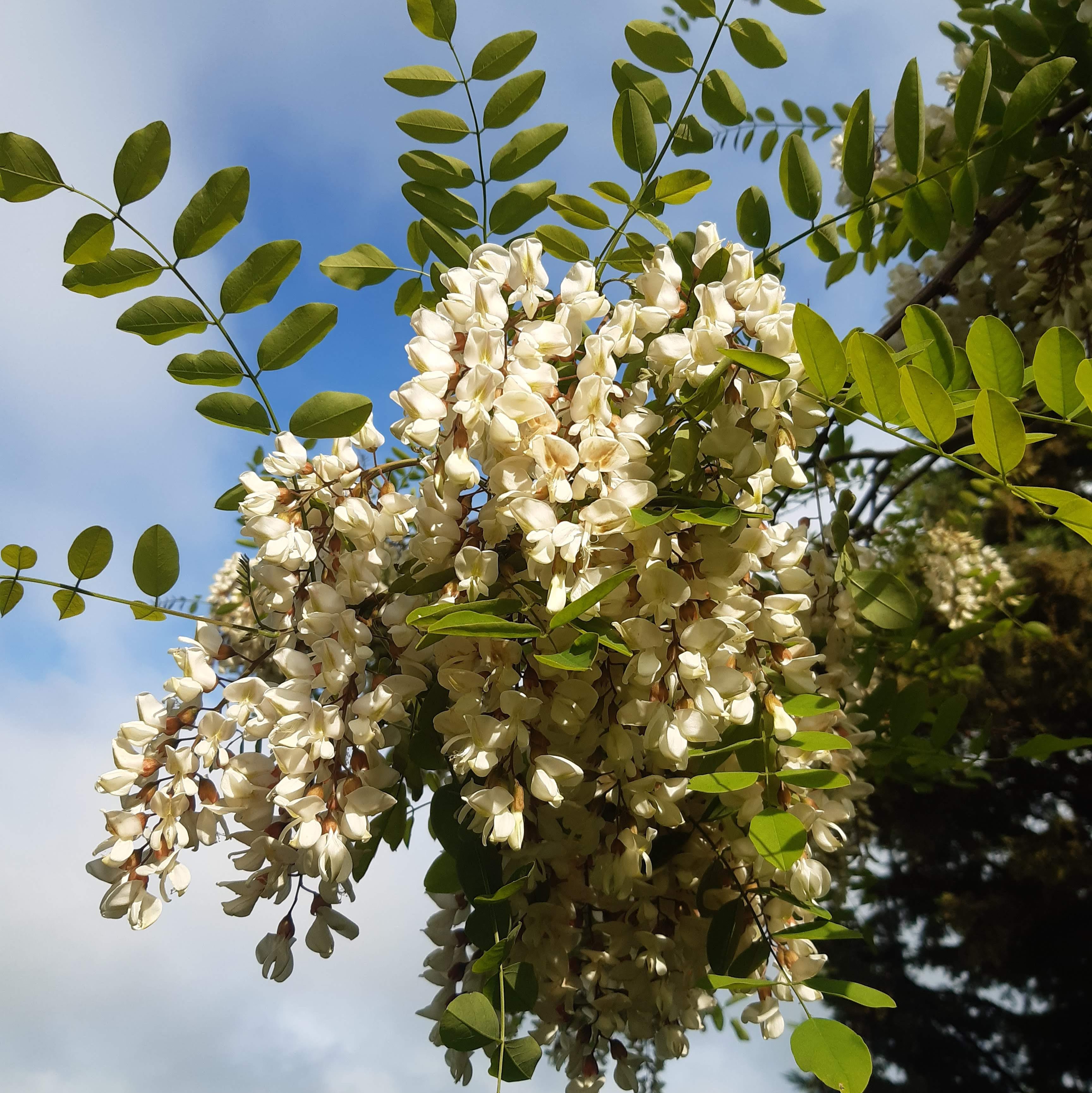 Acacia en hiver